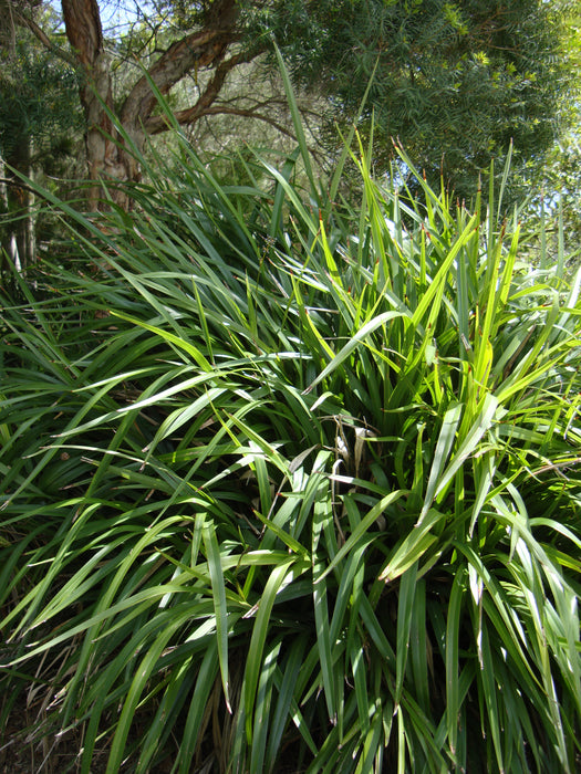 Dianella Grass