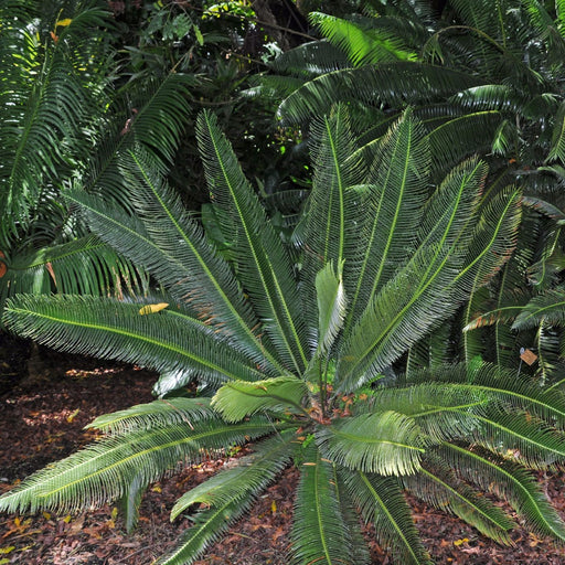 Dioon Cycas