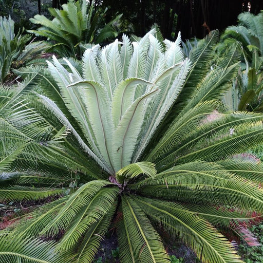 Dioon Merolae