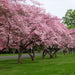 Dogwood Trees