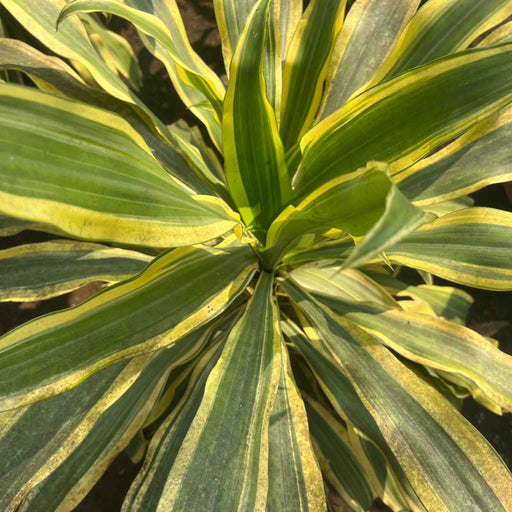 Dracaena Victoria