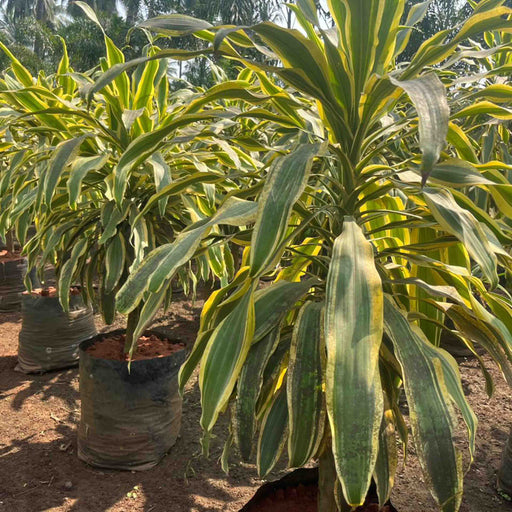 Dracaena fragrans victoriae