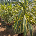 Dracaena fragrans victoriae