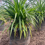 Dracaena marginata
