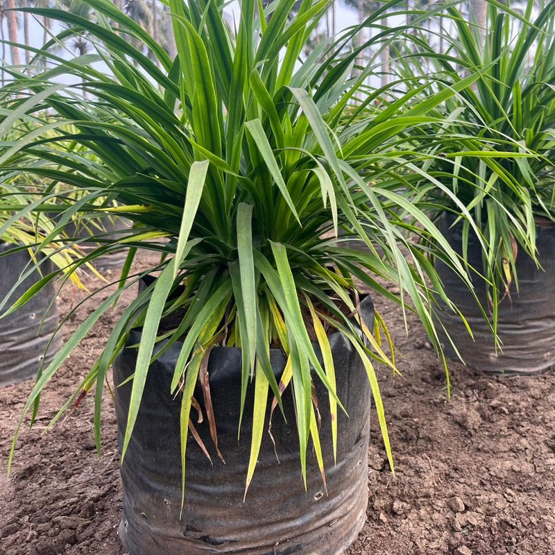 Dracaena marginata