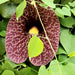 Dutchman's Pipe