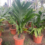     Dwarf Areca