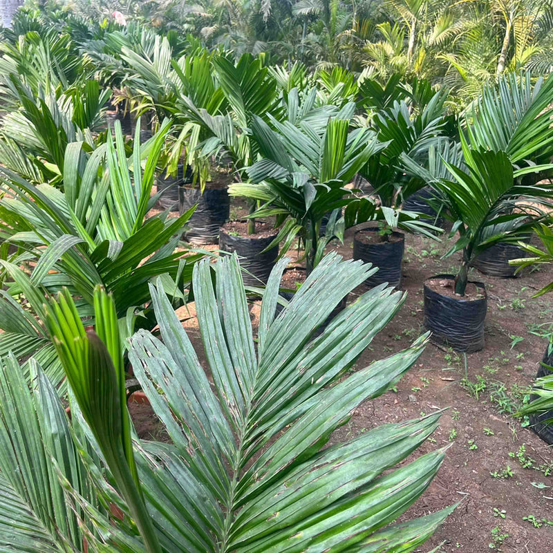      Dwarf Areca Nut