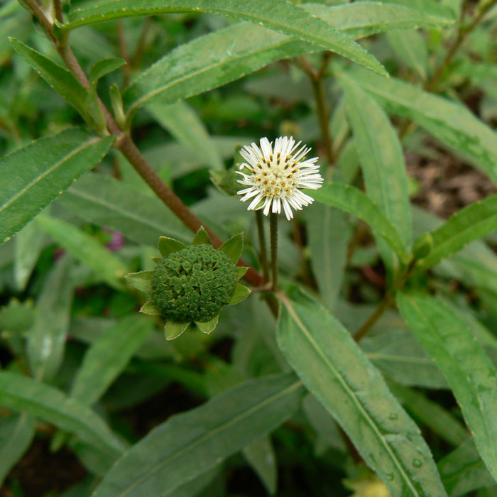 Eclipta alba