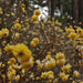 Edgeworthia chrysantha