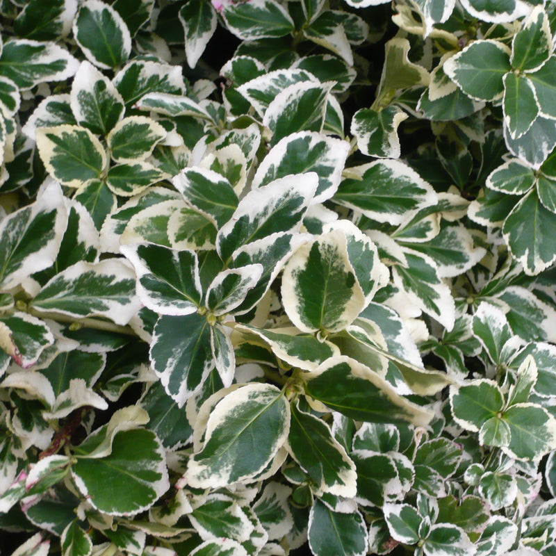 Euonymus Japonicus