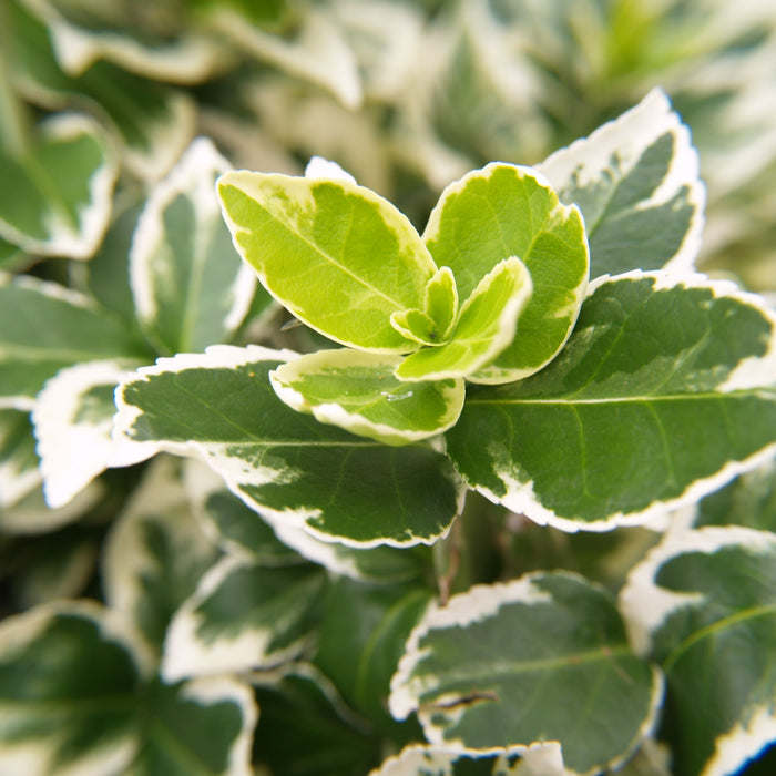 Euonymus Japonicus Variegata