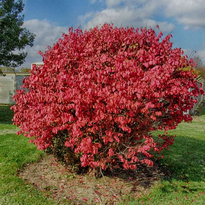 Euonymus alatus