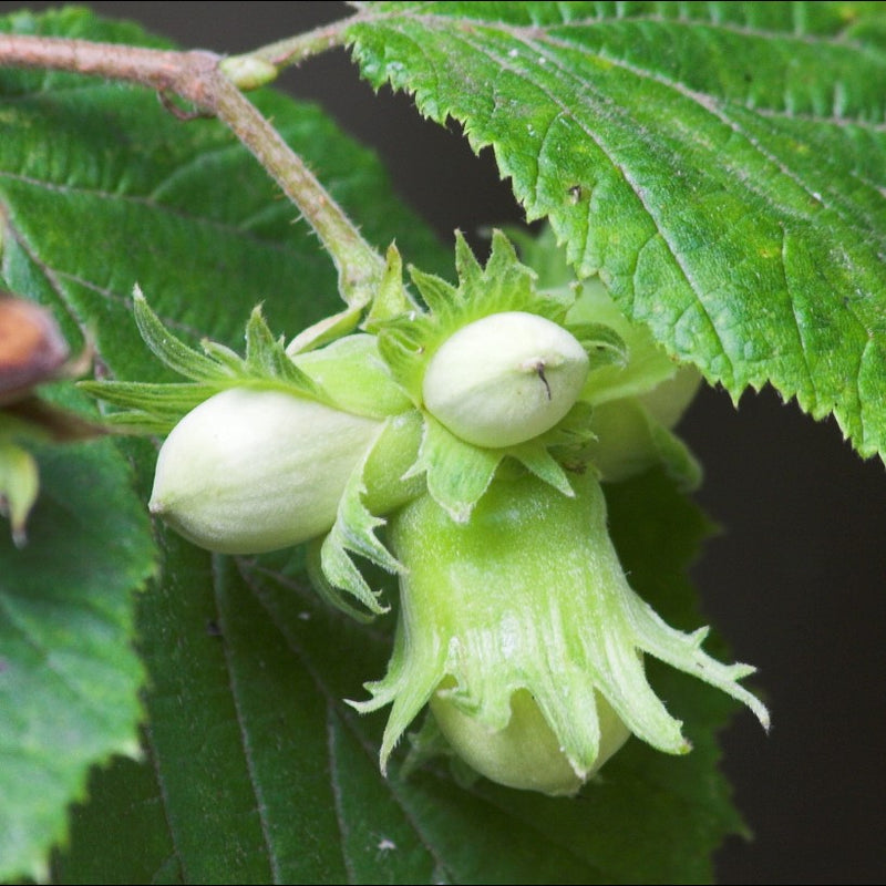 European hazelnut