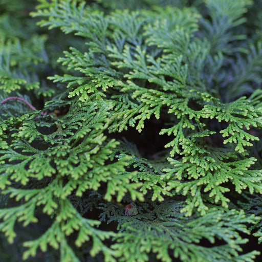 False Cypress Trees