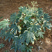 Fatsia japonica variegata