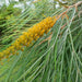 Fern Leaf Grevillia