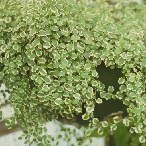 Ficus Creeping Variegated