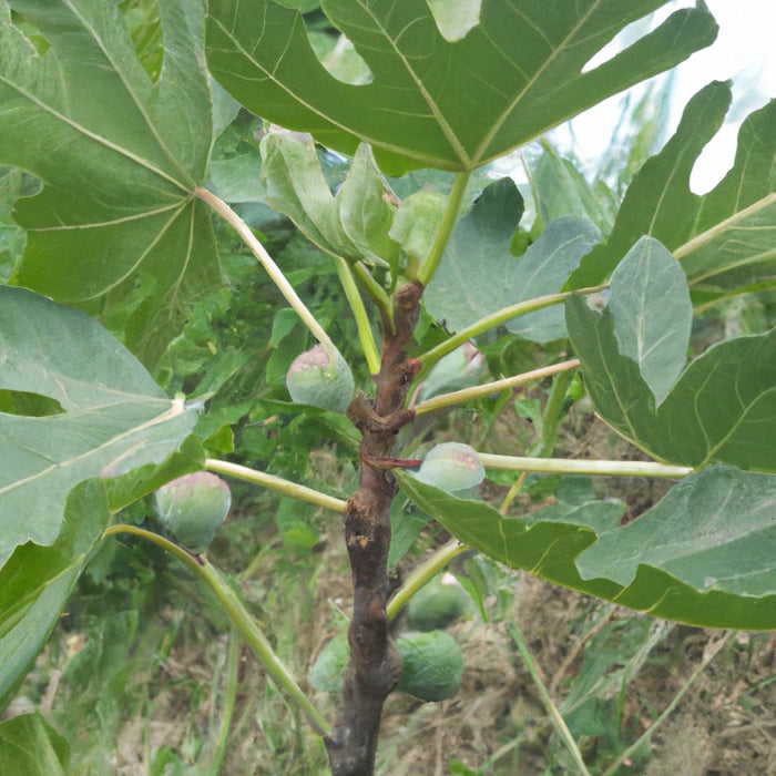 Buy Poona Fig Plant (Ficus carica) - Fresh and Healthy Fig Trees for Sale