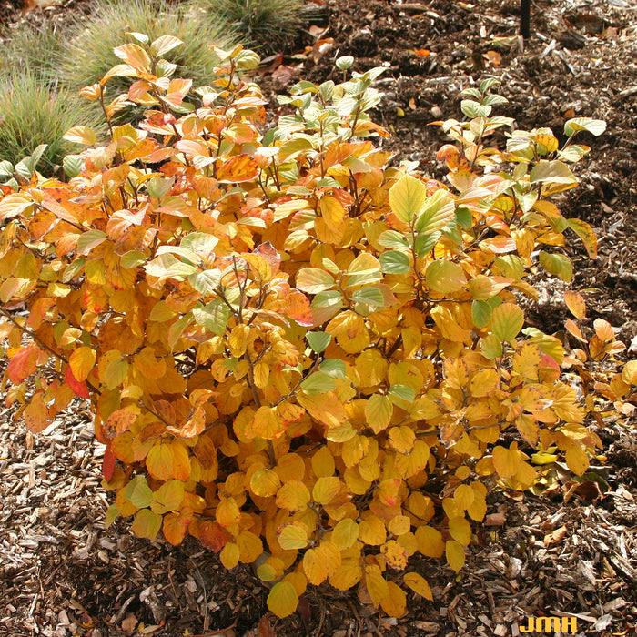 Fothergilla gardenii dwarf