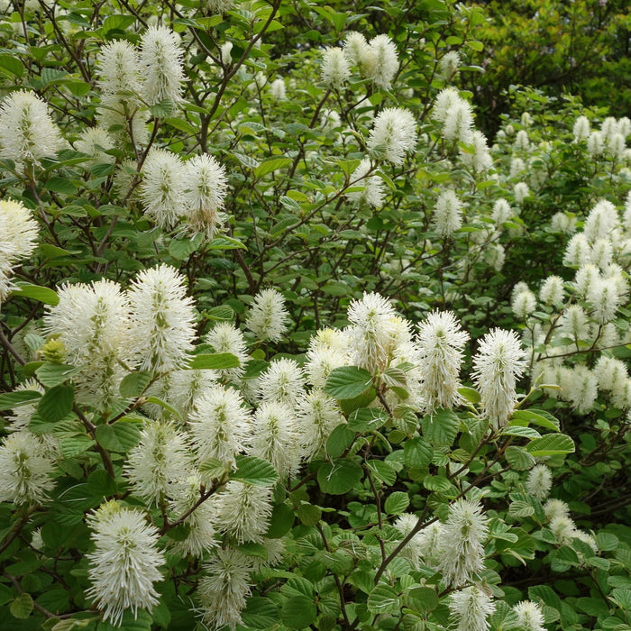 Fothergilla gardenii flower