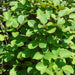 Fothergilla gardenii plant