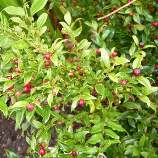 Fragrant Sarcococca