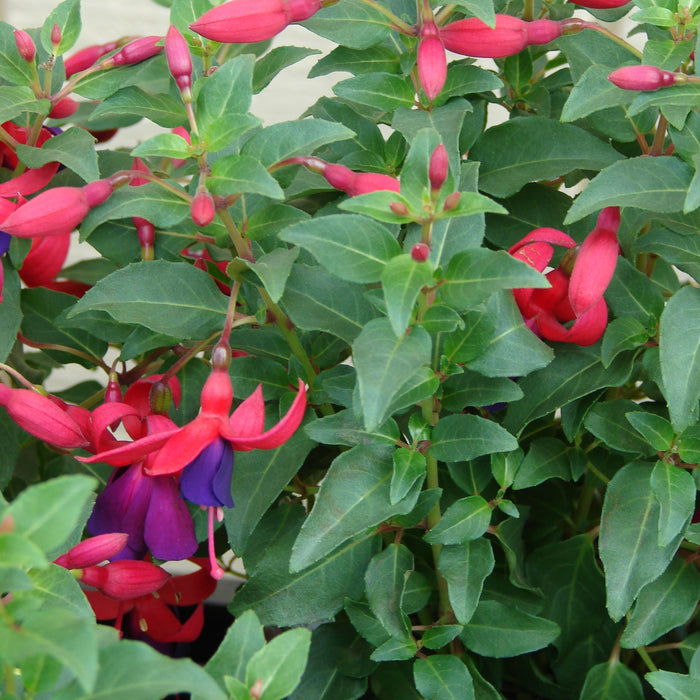 Fuchsia hybrida