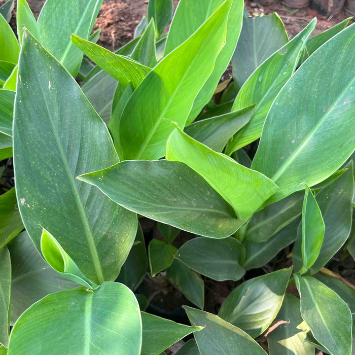     Garden Canna