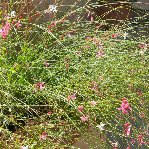 Gaura