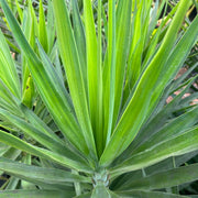 Giant Yucca