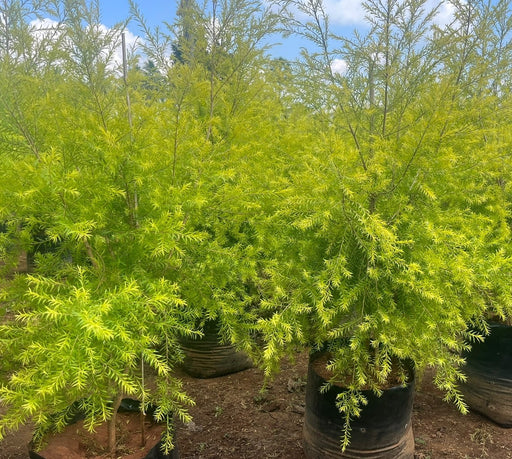    Golden Bottle Brush