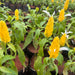 Golden Shrimp Plant