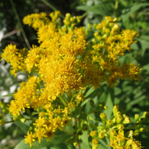 Goldenrod