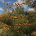 Grevillea pteridifolia