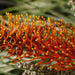 Grevillea pteridifolia tree