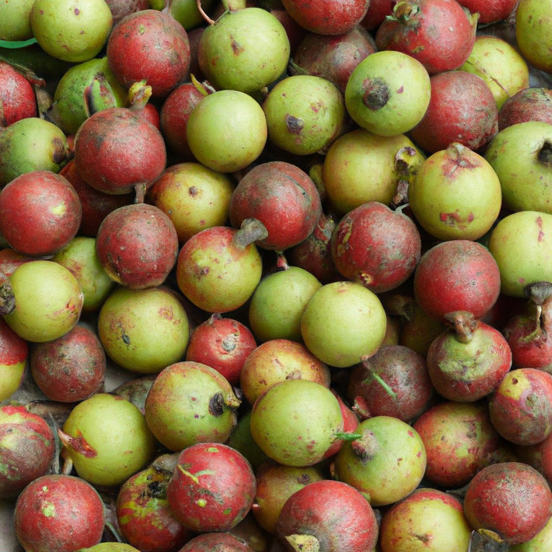 ఈరోజే అధిక-నాణ్యత గల గ్రేవియా ఆసియాటికా మరియు ఫాల్సా మొక్కలను ఆన్‌లైన్‌లో కొనుగోలు చేయండి!