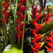 Heliconia Caribaea