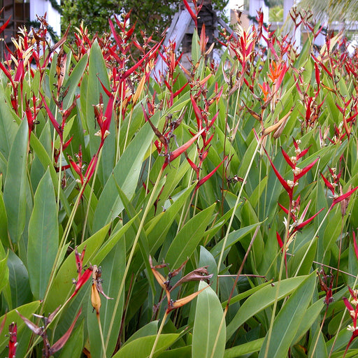 Heliconia Mermaid