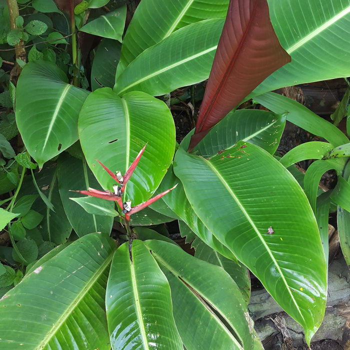 Heliconia Metallica