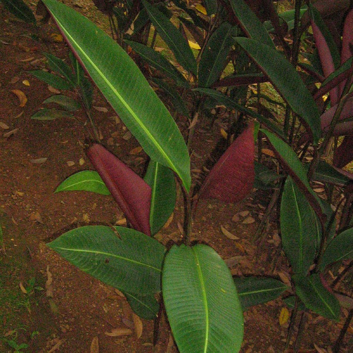 Heliconia Metallica