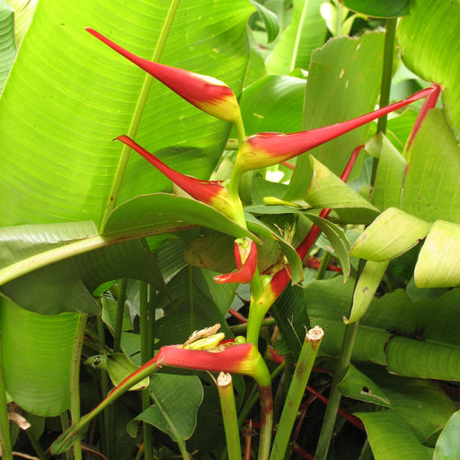 Heliconia latispatha