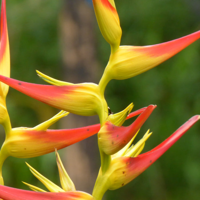 Heliconia latispatha