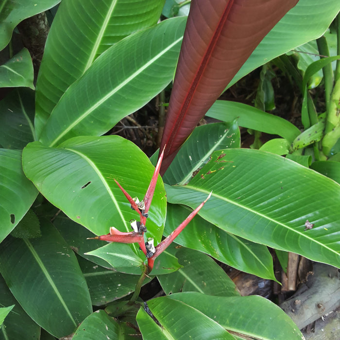 Heliconia Metallica