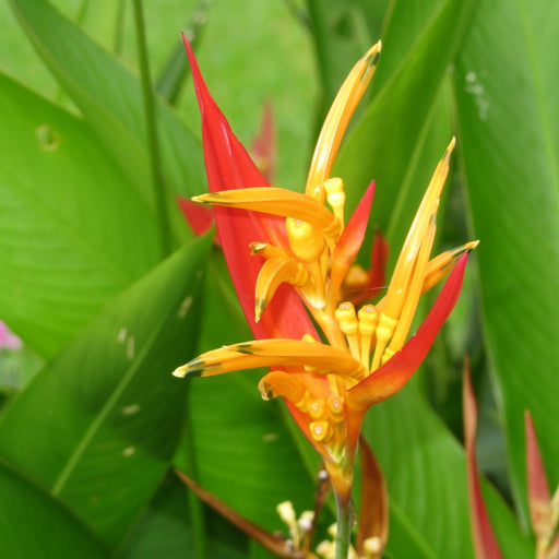 Heliconia psittacorum