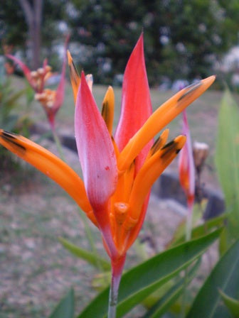 Heliconia psittacorum andromeda