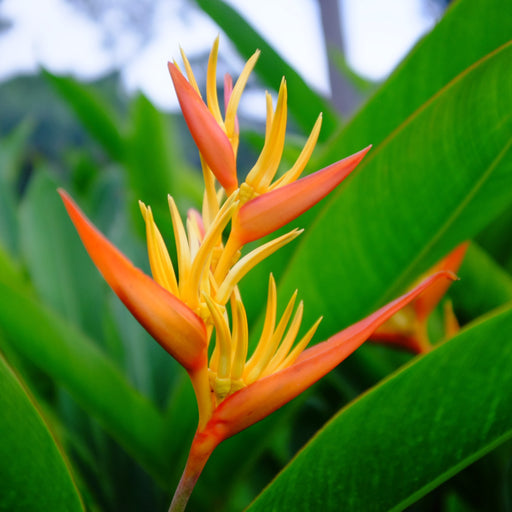 Heliconia psittacorum golden torch