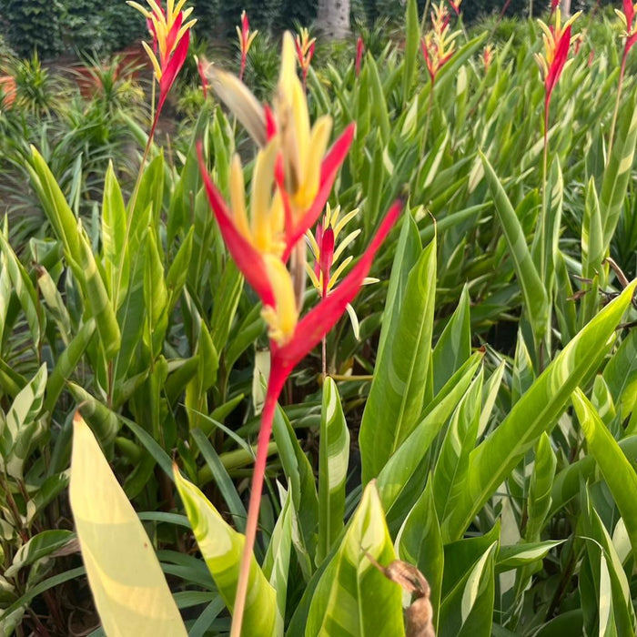 Heliconia psittacorum ladydi variegeta