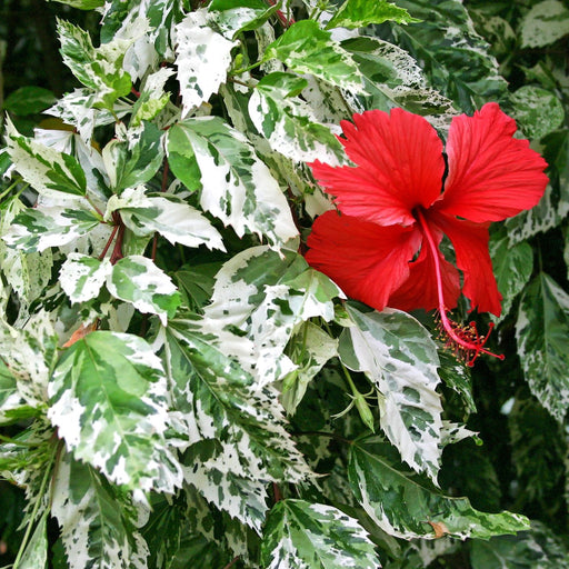 Hibiscus Cooperi