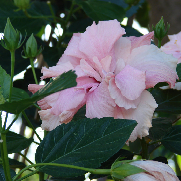 Hibiscus Rosa Sinensis